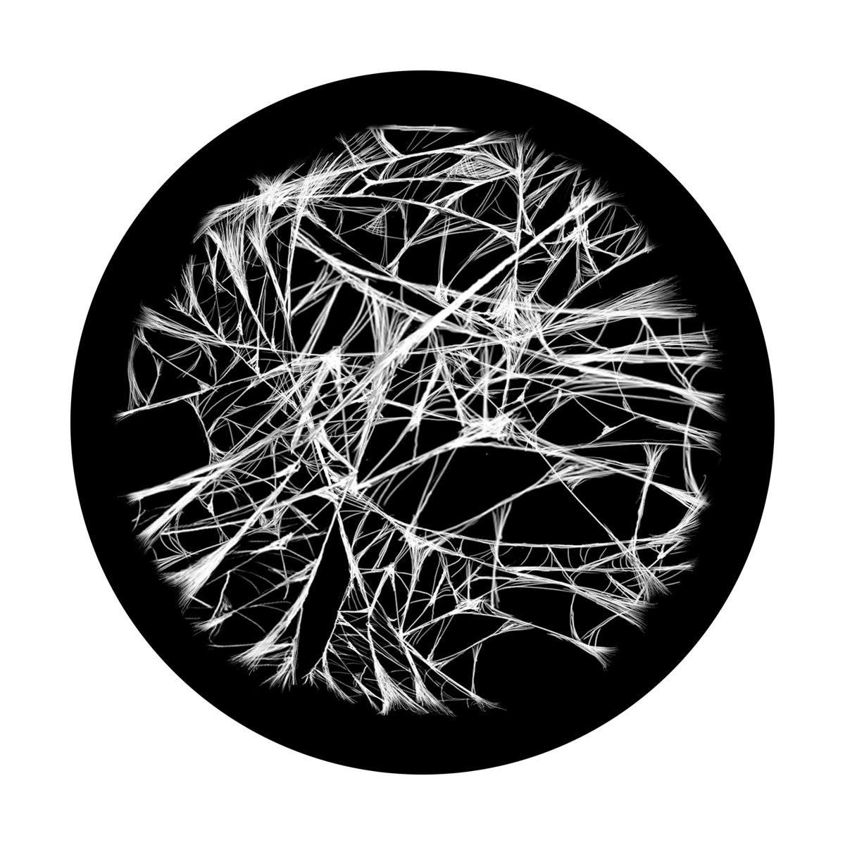 Spider Web