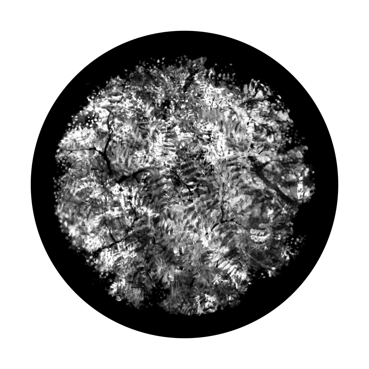 Fern Lace