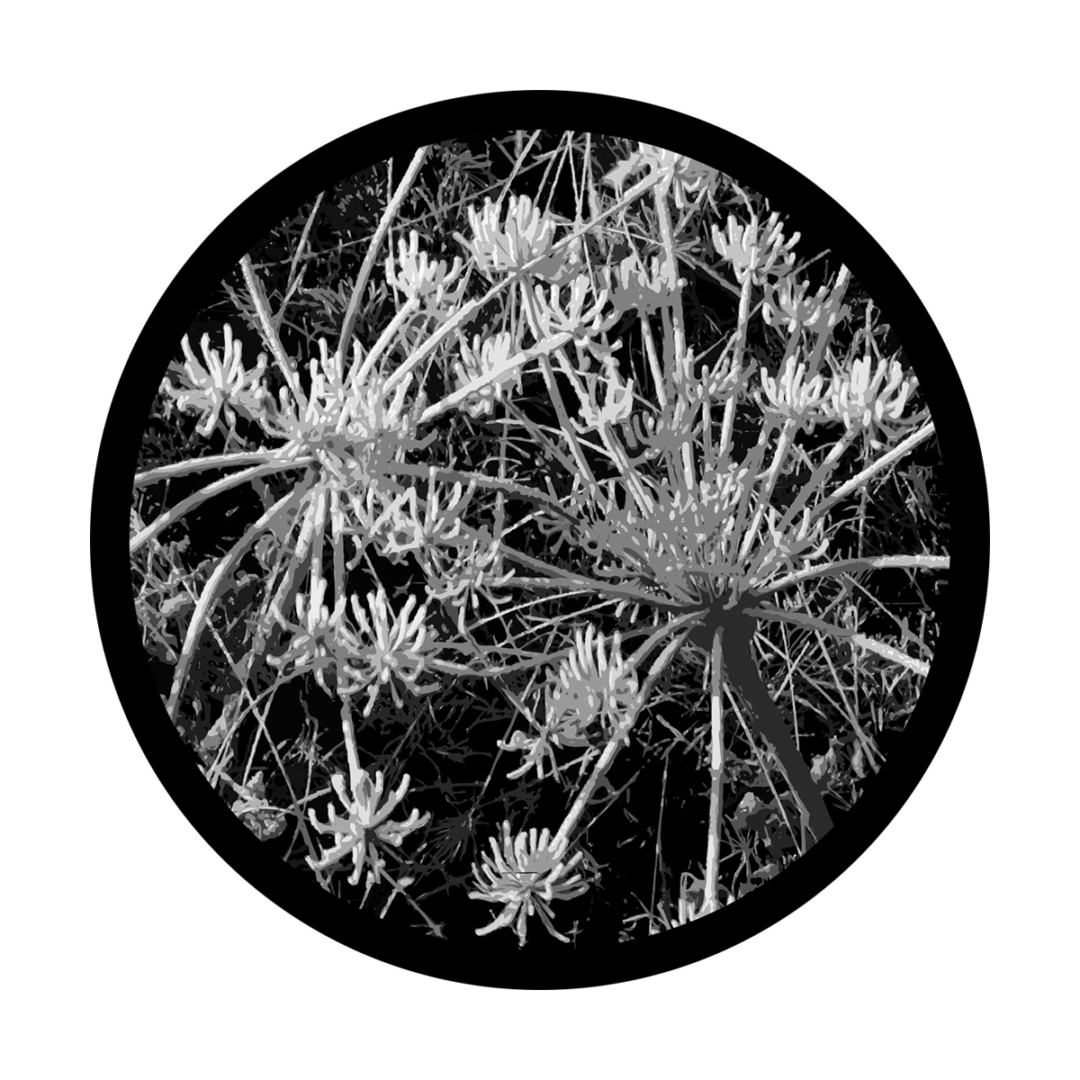 D. Thomas - Sage Frost