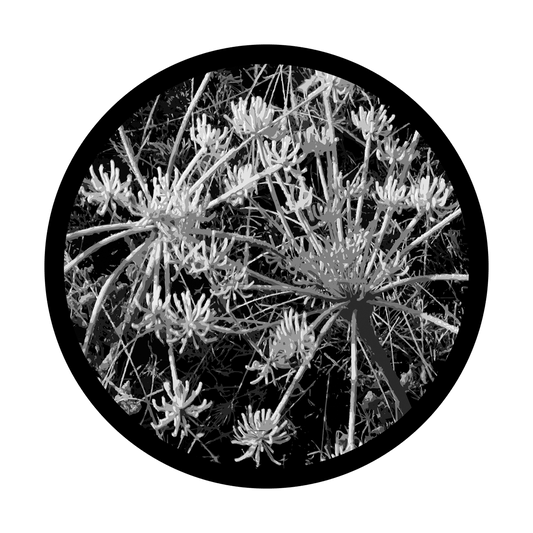 D. Thomas - Sage Frost