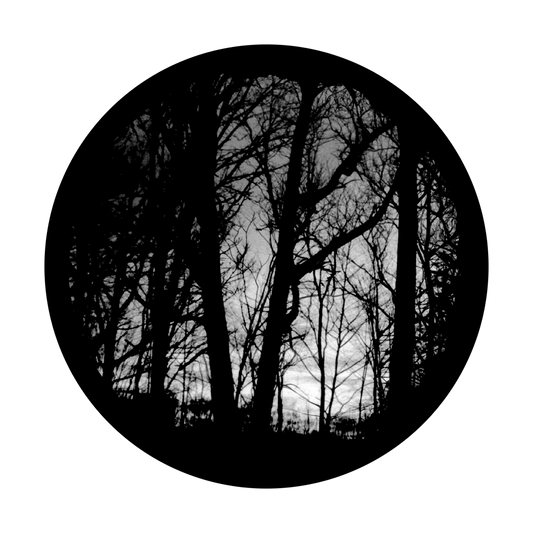 Eerie Forest