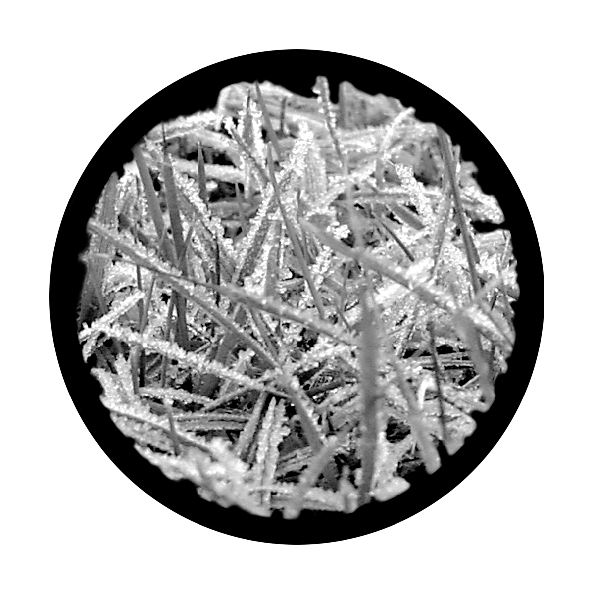 Frosted Grass