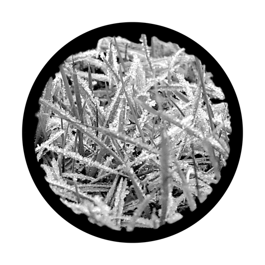 Frosted Grass