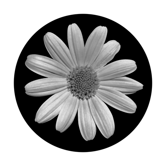 Plain Daisy