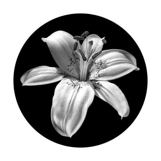 Lily