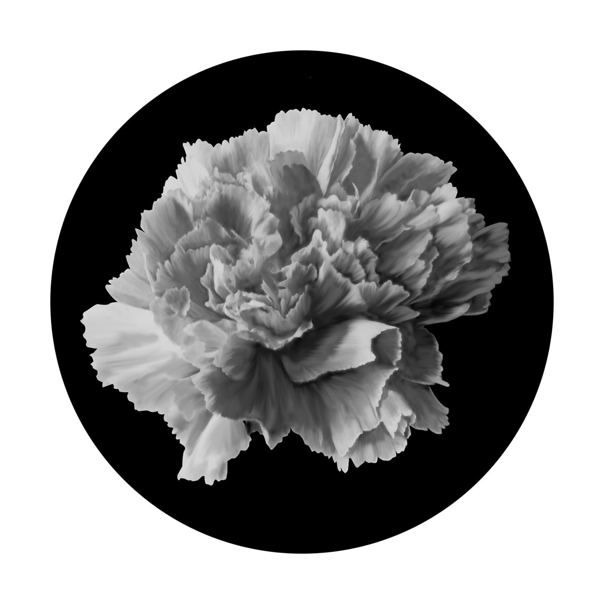 Carnation