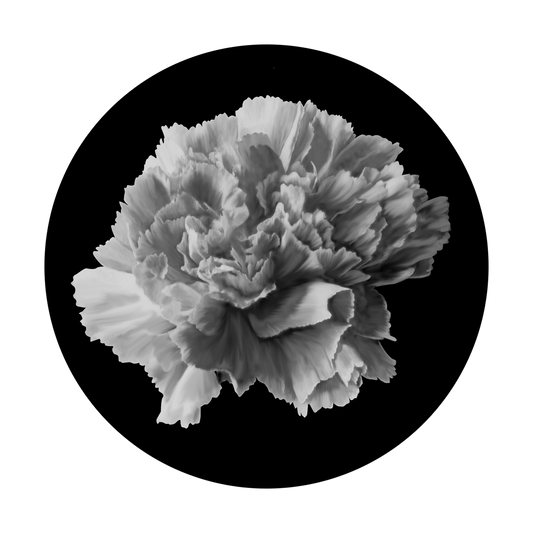 Carnation