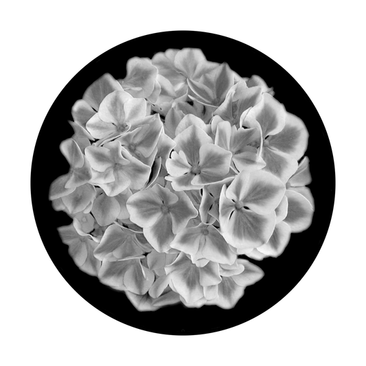 Hydrangea