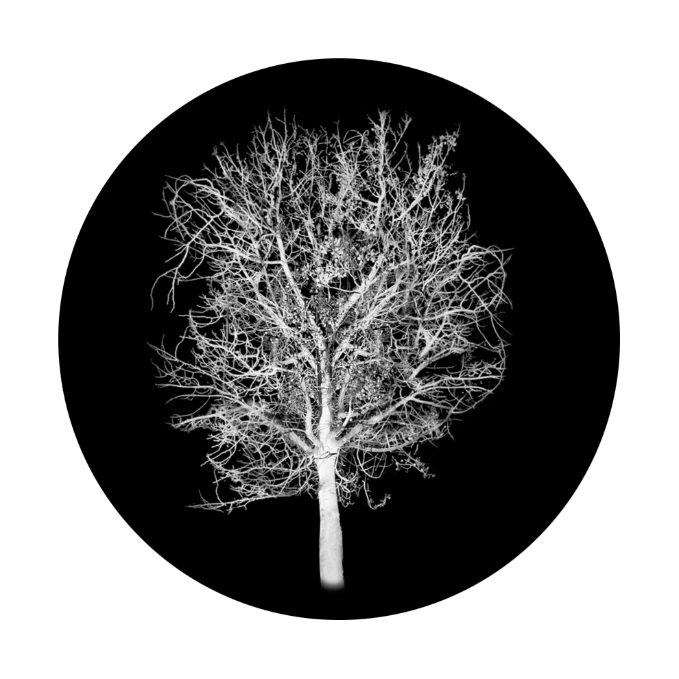 Moonlit Tree