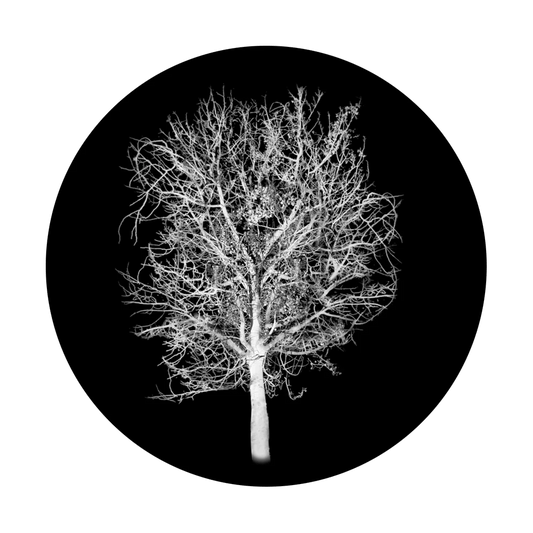 Moonlit Tree