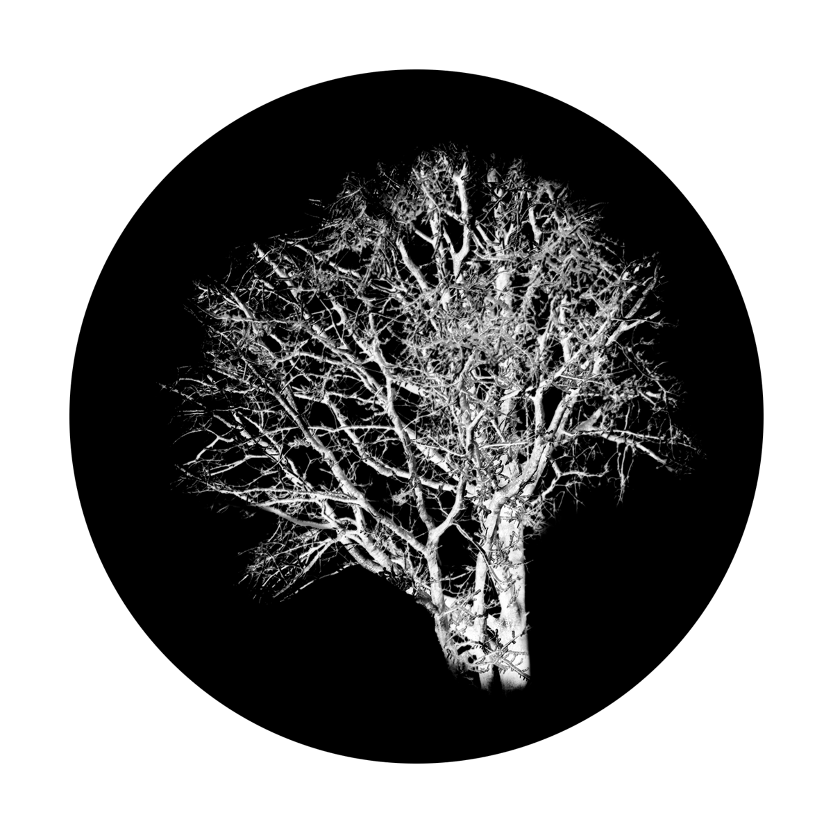 Chilling Tree
