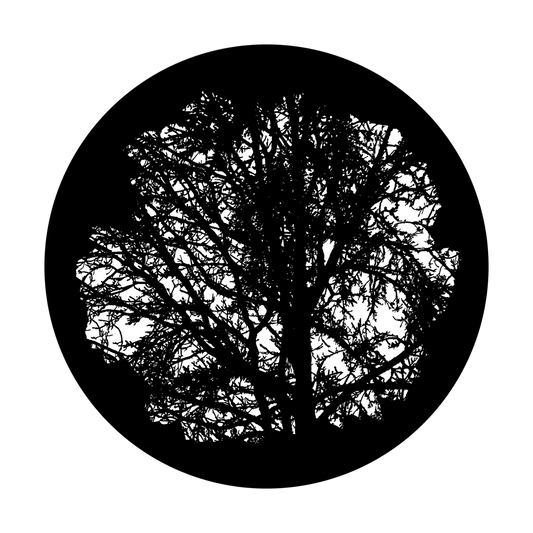 Mature Tree