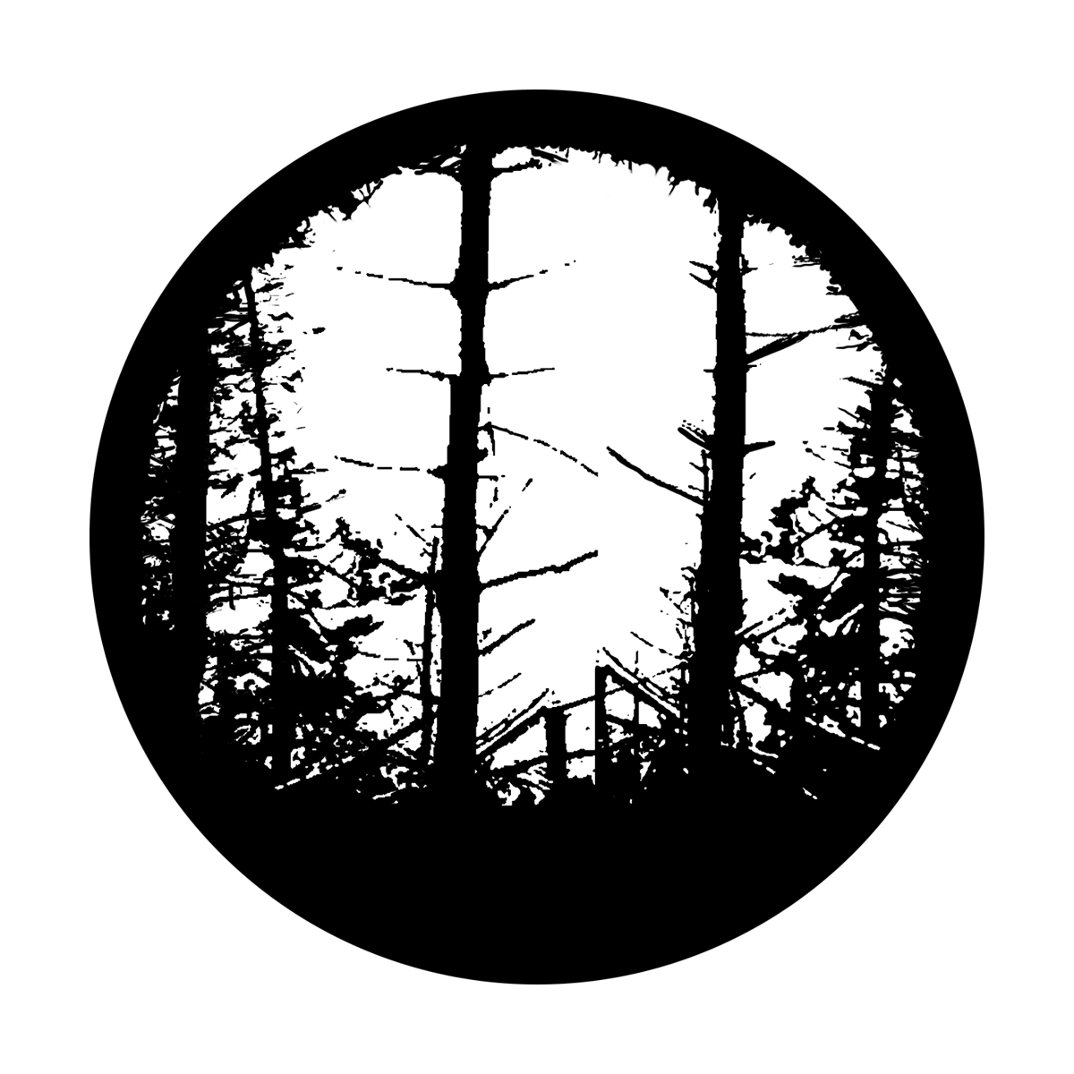 In the Woods