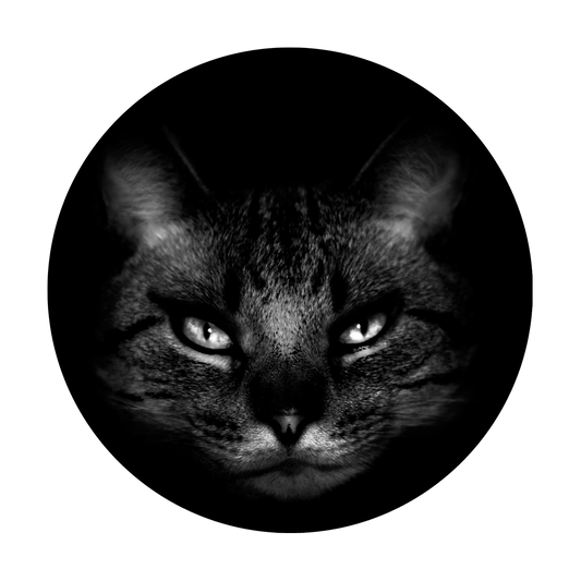 Purr-fect Feline