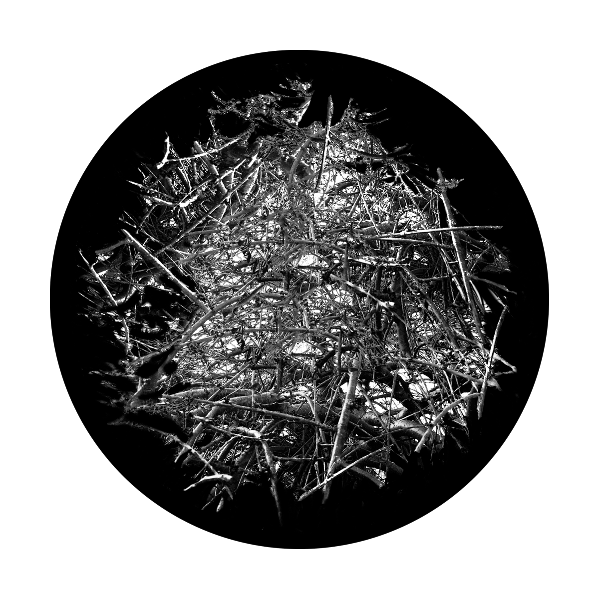 Thicket Sticks