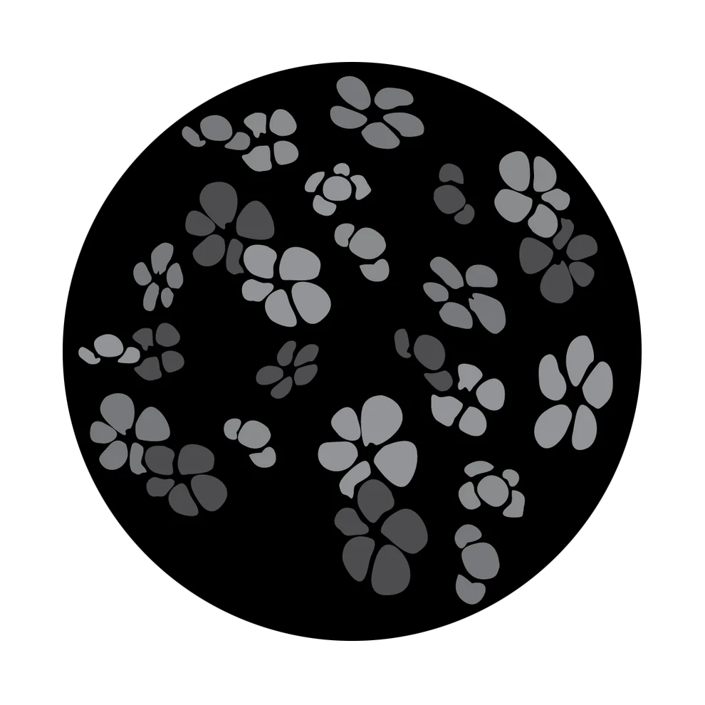 Cherry Blossom