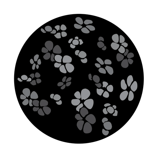 Cherry Blossom
